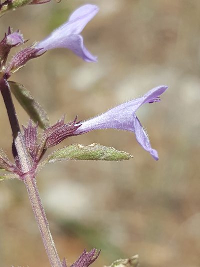 Hedeoma pulcherrima, photographed by Alex Abair