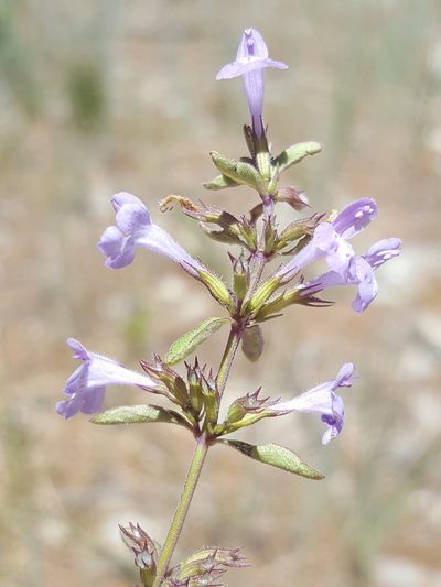 Hedeoma pulcherrima, photographed by Alex Abair