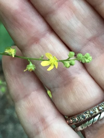Agrimonia pubescens, photographed by Carol Ann McCormick