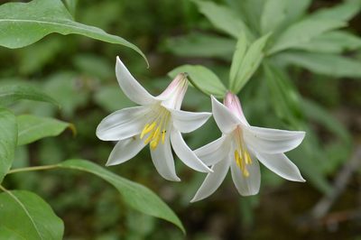 Lilium washingtonianum, photographed by David Anderson