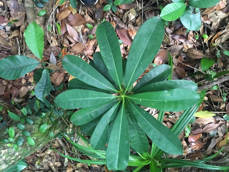 Excoecaria kawakamii, photographed by Tatsutomo Chin