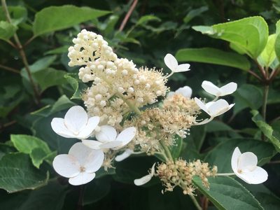 Hydrangea paniculata, photographed by Marco Mussita