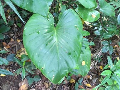 Homalomena philippinensis, photographed by Tatsutomo Chin