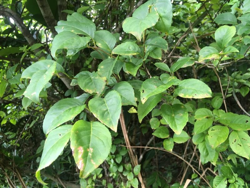 Ilex kusanoi, photographed by Tatsutomo Chin