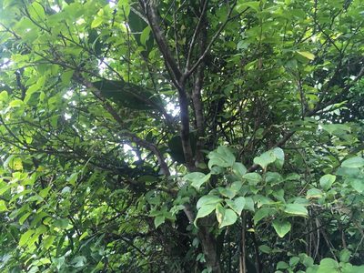 Ilex kusanoi, photographed by Tatsutomo Chin