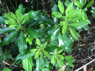 Daphniphyllum pentandrum, photographed by Tatsutomo Chin