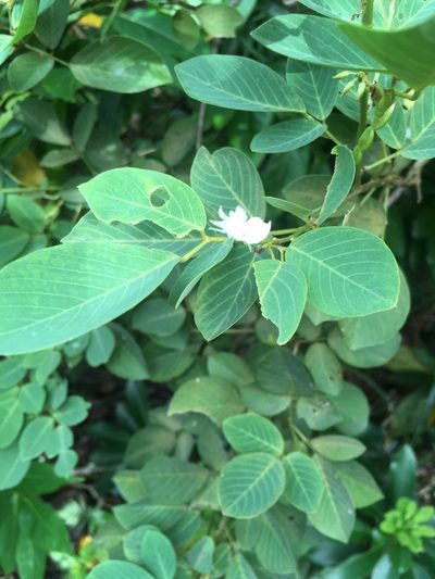 Dendrolobium umbellatum, photographed by Tatsutomo Chin