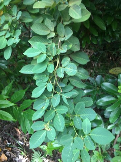 Dendrolobium umbellatum, photographed by Tatsutomo Chin