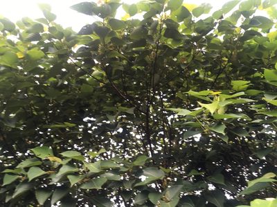 Macaranga sinensis, photographed by Tatsutomo Chin