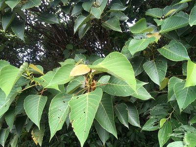 Macaranga sinensis, photographed by Tatsutomo Chin