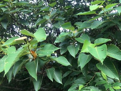 Macaranga sinensis, photographed by Tatsutomo Chin