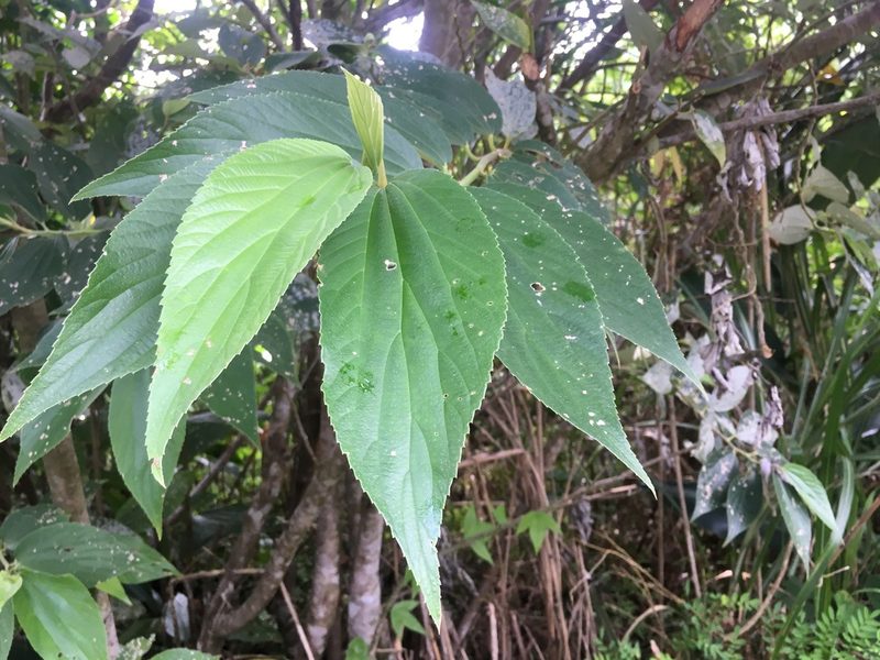 Leucosyke quadrinervia, photographed by Tatsutomo Chin