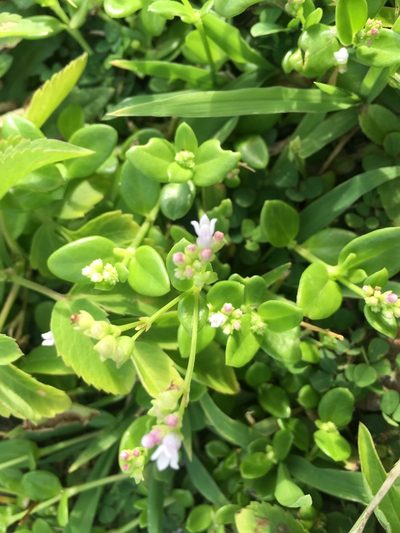 Leptopetalum racemosum, photographed by Tatsutomo Chin