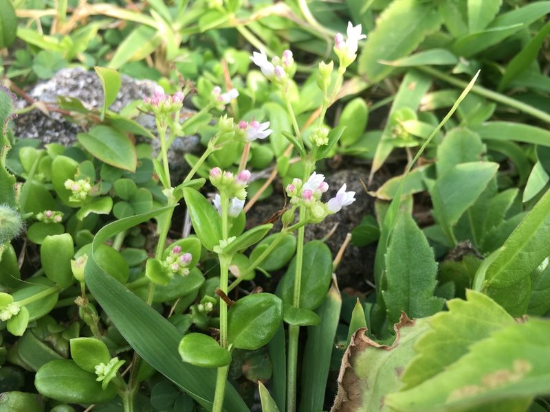 Leptopetalum racemosum, photographed by Tatsutomo Chin