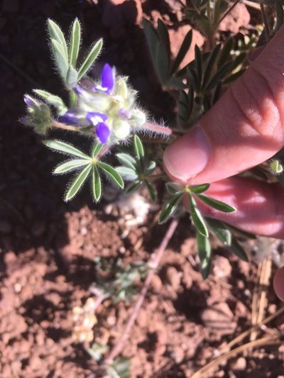 Lupinus kingii, photographed by Trystan Harpold