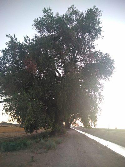 Populus mexicana, photographed by Kevin Reynaga