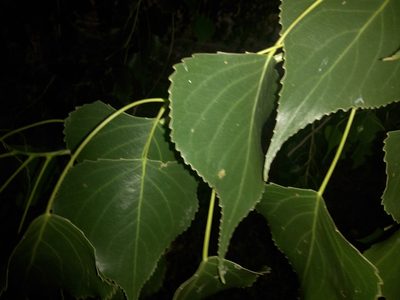 Populus mexicana, photographed by Kevin Reynaga