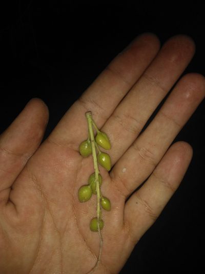 Populus mexicana, photographed by Kevin Reynaga