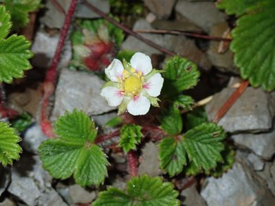 Fragaria hayatae, photographed by Lin Scott