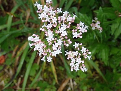 Valeriana fauriei, photographed by Lin Scott