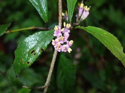 Callicarpa randaiensis, photographed by Lin Scott