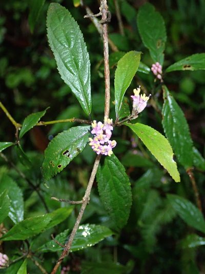Callicarpa randaiensis, photographed by Lin Scott