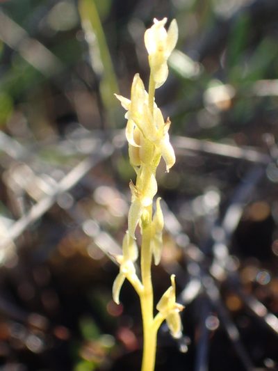 Hammarbya paludosa, photographed by Matt Bowser