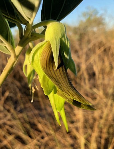 Crotalaria cunninghamii, photographed by desertnaturalist