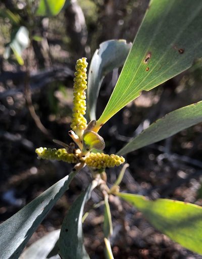 Acacia colei, photographed by desertnaturalist