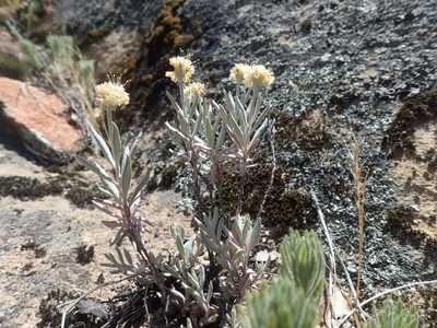 Eriogonum butterworthianum, photographed by Scott Yarger