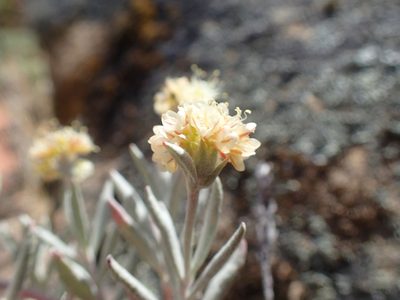 Eriogonum butterworthianum, photographed by Scott Yarger
