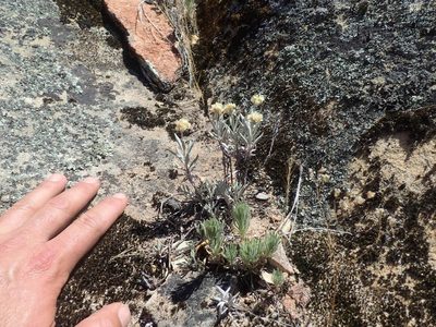 Eriogonum butterworthianum, photographed by Scott Yarger