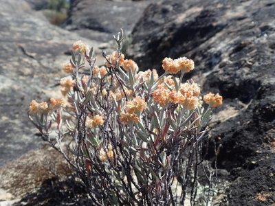 Eriogonum butterworthianum, photographed by Scott Yarger
