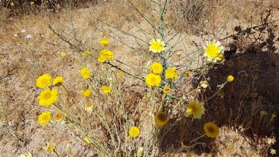 Baileya pleniradiata, photographed by Jonathan Bright