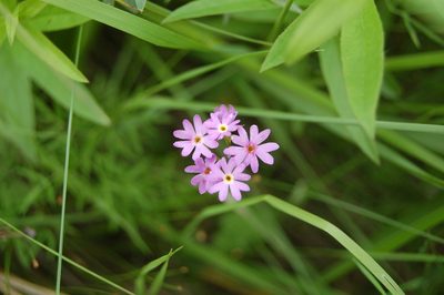 Primula longiscapa, photographed by Alexander Dubynin