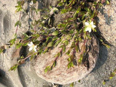 Wilhelmsia physodes, photographed by Jason Grant