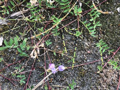 Astragalus bodinii, photographed by Jason Grant