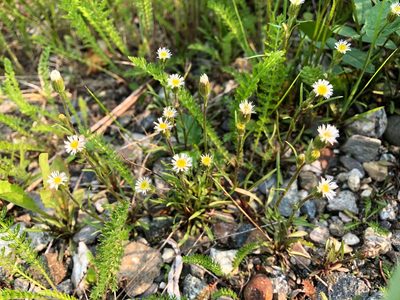 Erigeron lonchophyllus, photographed by Jason Grant