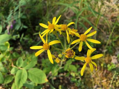 Senecio lugens, photographed by Jason Grant