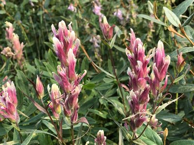 Castilleja raupii, photographed by Jason Grant
