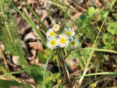 Erigeron lonchophyllus, photographed by Jason Grant