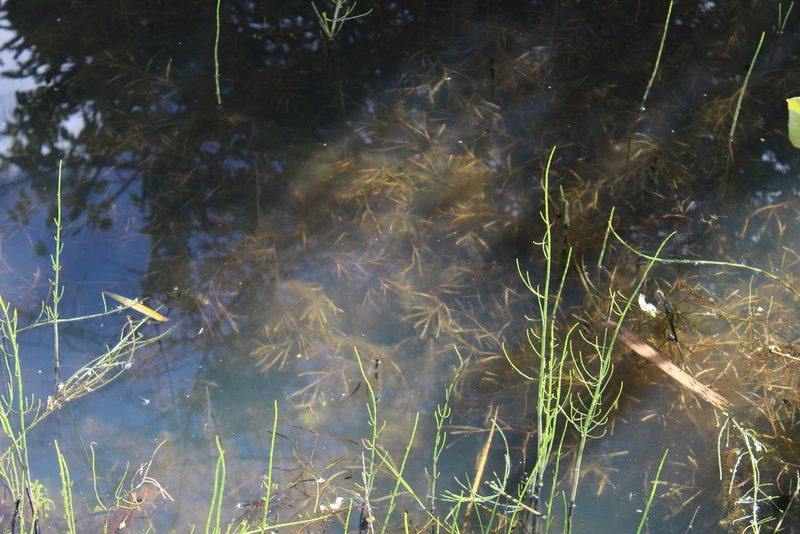 Potamogeton compressus, photographed by Dmitriy Bochkov