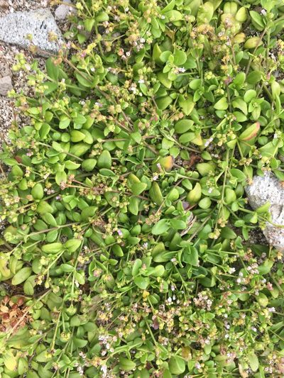 Leptopetalum racemosum, photographed by Tatsutomo Chin