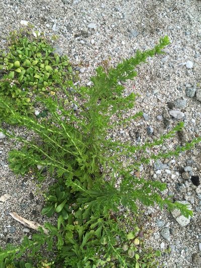 Artemisia japonica, photographed by Tatsutomo Chin