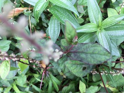 Cyathula prostrata, photographed by Tatsutomo Chin