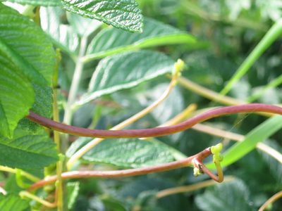 Cuscuta japonica, photographed by Repina Tatyana