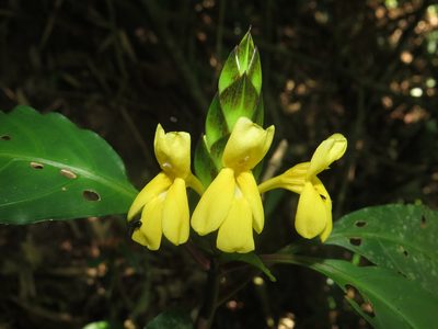 Aphelandra prismatica, photographed by Diogo Luiz