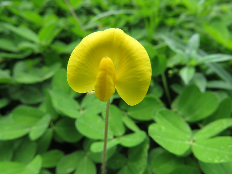 Arachis repens, photographed by Diogo Luiz