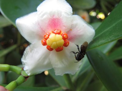 Clusia fluminensis, photographed by Diogo Luiz
