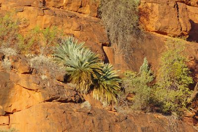 Macrozamia macdonnellii, photographed by Thibaud Aronson